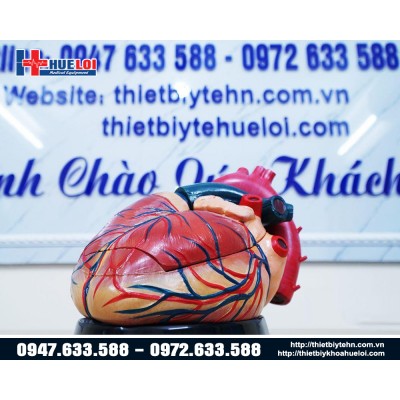 Mô hình giải phẫu tim 